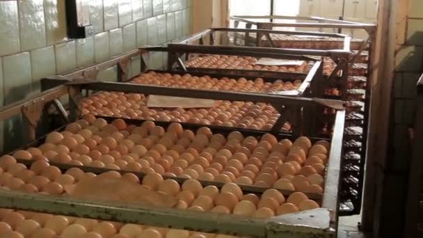 Linhas de ovos de galinha coletados — Vídeo de Stock