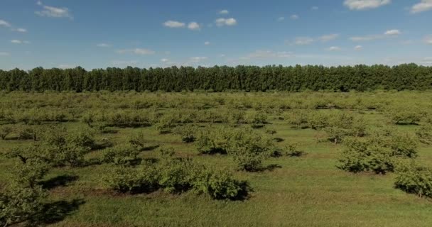 Frutteto di mele in primavera. Colpo aereo in 4K — Video Stock