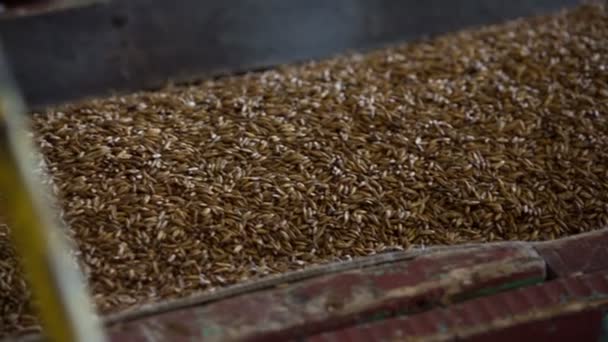 La farine d'avoine se déplace sur un tapis roulant dans la production — Video