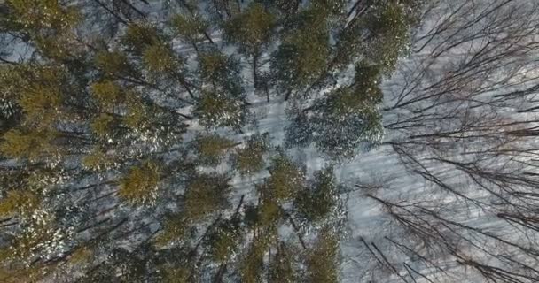 Vuelo aéreo con dron sobre bosque de coníferas en invierno — Vídeo de stock