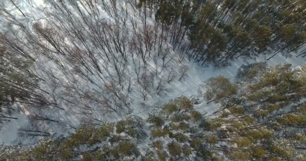 Antenn drönare flyg låg över en skog i Ryssland — Stockvideo