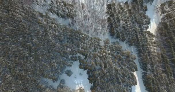 Panorama del bosque invernal. UHD — Vídeos de Stock