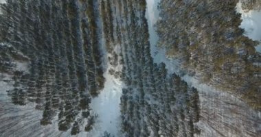 Drone kış orman 4 k atıyor. Çerçeve drone ile kendi ekseni etrafında döner ve iner