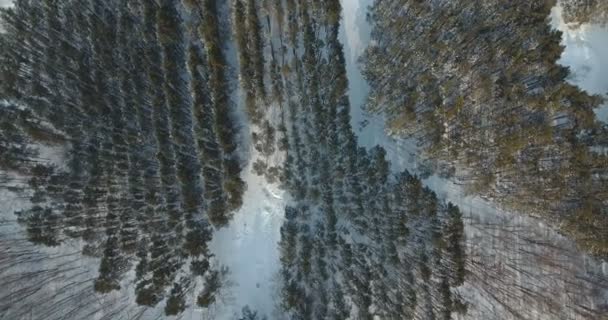 Drone Está Cayendo Sobre Bosque Invierno Marco Con Dron Gira — Vídeo de stock