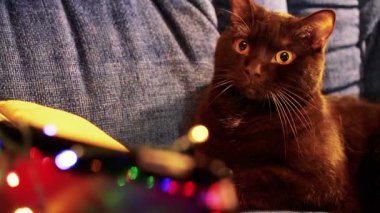Kahverengi kedi mavi koltukta yalan. Onun önünde titreme çelenk