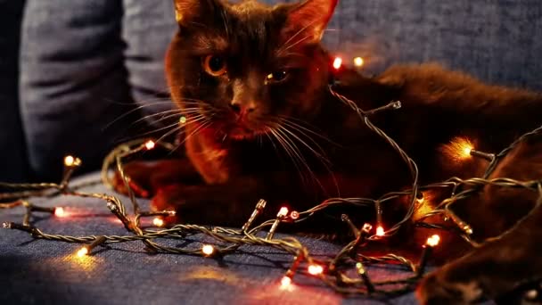 Chats couchés sur le canapé à la maison . — Video