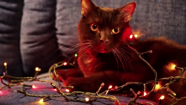 Cats Lying on Sofa with garland at home — Stock Video