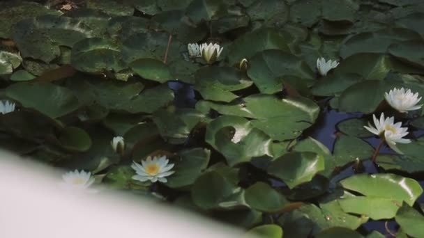 Liliowce wodne w stawie, ruchome nagrania — Wideo stockowe