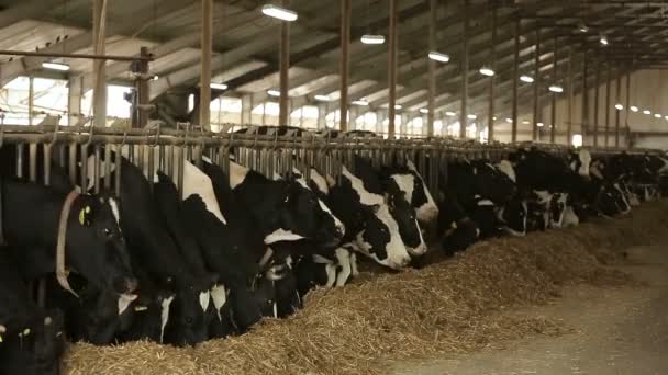 Milchkühe schwarz-weiß fressen im Stall — Stockvideo