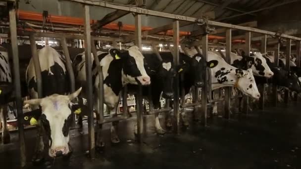 Молочна порода корови готова до доїння — стокове відео