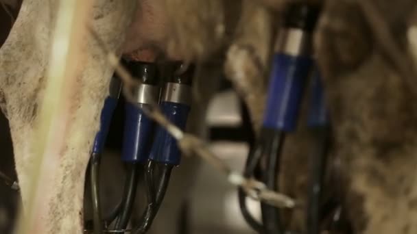 Aparatos para ordeño automático de vacas — Vídeos de Stock