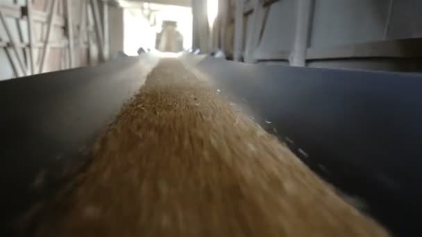 Le grain se déplace le long du tapis roulant — Video