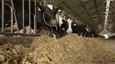 Çiftlikteki otlakta süt inekleri organik saman çiğner.