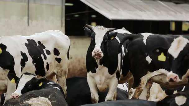 Корови пасуться і дивляться на камеру — стокове відео