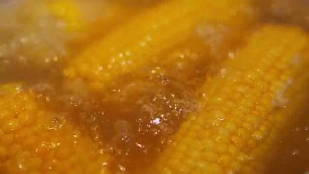 Preparazione di mais bollito. Il mais è cotto — Video Stock
