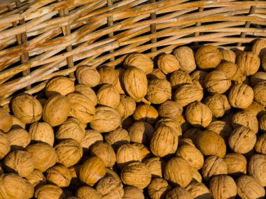 Kırsal dokuma sepetinde sergilenen kabuksuz ceviz yığını. Görüntü cevizlerin dokulu kahverengi kabuklarını ve sepetin doğal, dünyevi hissini vurgular. Sağlıklı beslenmeyle ilgili konular için ideal, sonbahar hasadı