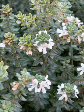 Küçük beyaz çiçek kümeleri ve yoğun yeşil yaprakları gösteren kekik bitkisinin yakın çekimi. Fotoğraf yaprakların ve çiçeklerin dokusunu ve detaylarını ön plana çıkarıyor. Çiçek mevsiminde çiçek bahçesinde otları sergiliyor..