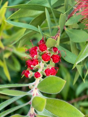 Parlak kırmızı çiçek tomurcukları ve yemyeşil yapraklı bir şişe fırçası bitkisinin yakın çekimi. Görüntü, eşsiz spiral tomurcukları ve taze yaprakları vurguluyor, doğal ve botanik bir sahne yaratarak bahçıvanlık ya da doğa temaları için uygun.