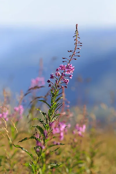 Flora on the slope of Mount Elbrus in the North Caucasus in Russia.