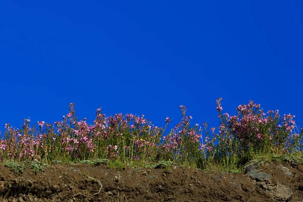 Flora on the slope of Mount Elbrus in the North Caucasus in Russia.