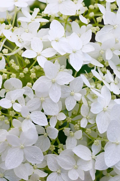 Blooming bud of the flower Hydrangea paniculata in the summer garden.