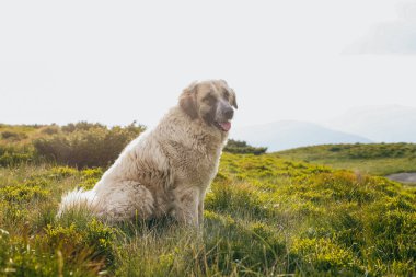 Yaz aylarında yeşil tepede oturan köpek 