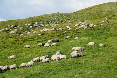 Yazın çayırda bir koyun sürüsü 