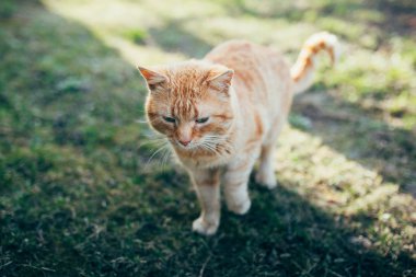 Kırmızı kedi yaz aylarında yeşil çim üzerinde yürüyüş 