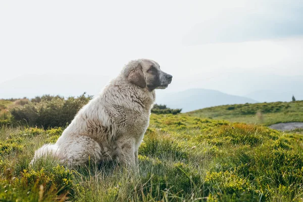 Hund sitzt im Sommer auf dem grünen Hügel — Stockfoto