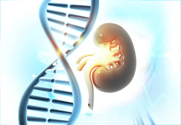 Human Kidney Anatomy Dna Background Illustration — Stock Photo, Image