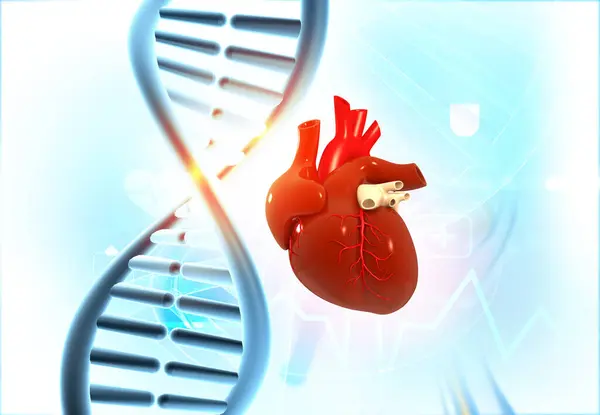 Menselijke Hart Anatomie Dna Achtergrond Illustratie — Stockfoto