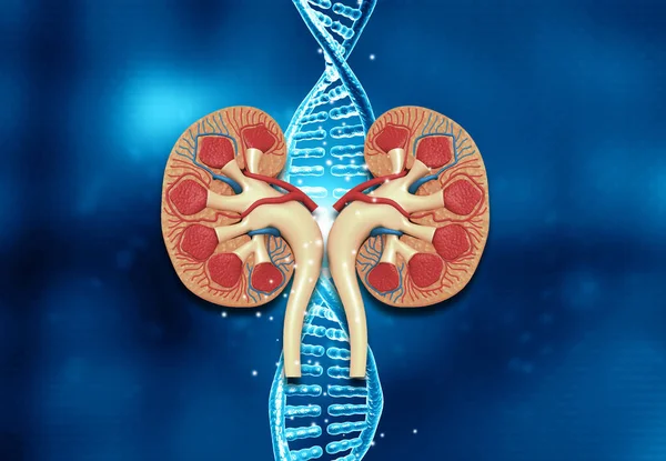 Human Kidney Anatomy Dna Background Illustration — Stock Photo, Image