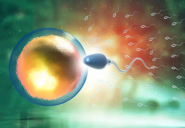 Sperm Meets Egg Illustration — Stock Photo, Image