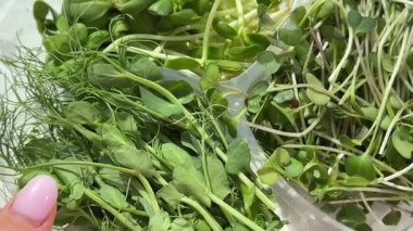 Different types of Microgreen, top view. High quality 4k footage