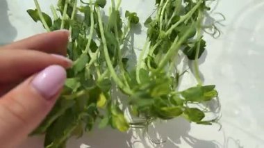 Young fresh green pea microgreen sprouts in plastic box on dark concrete background. High quality 4k footage