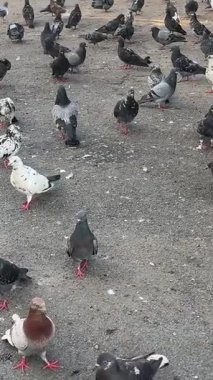 Tahıl yiyen güvercin sürüsü. Kaldırımda toplanmış güvercinler yemek yiyor. Büyük bir grup güvercin yemek için kaldırımda toplanır, bazıları tohum toplar diğerleri uçar. Uçan güvercin sürüsü. Yüksek kalite 4k