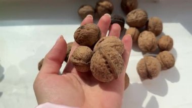 Close-up of hand holding fresh walnuts showing detail of texture and natural shell in vertical food-themed video. High quality 4k footage