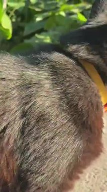 A black cat with a white chest licks its paws. With a collar, it walks near the house. Green leaves, prick up its ears, look around, pass by. High quality 4k footage