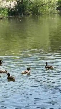 Ducks swimming lake. tufted duck in a pond. High quality 4k footage