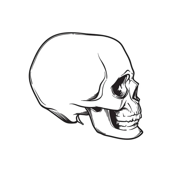 Рисунок человеческого черепа. Боковой угол. Черный линейный рисунок изолирован на белом фоне . — стоковый вектор