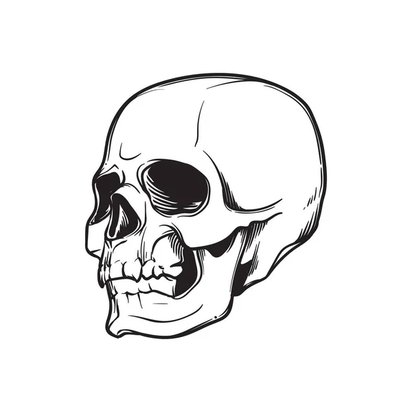 Dibujo a mano de Calavera Humana. En ángulo de cuartos de árbol. Dibujo lineal negro aislado sobre fondo blanco . — Vector de stock