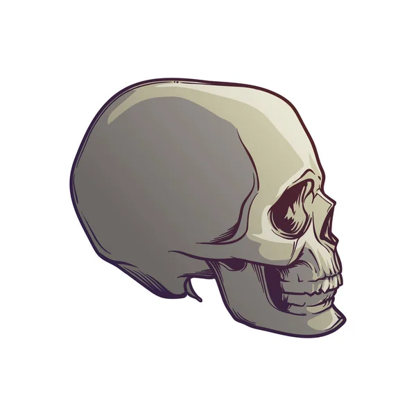 Dibujo a mano de Calavera Humana. Ángulo lateral. Dibujo lineal pintado en 3 tonos, aislado sobre fondo blanco . — Vector de stock