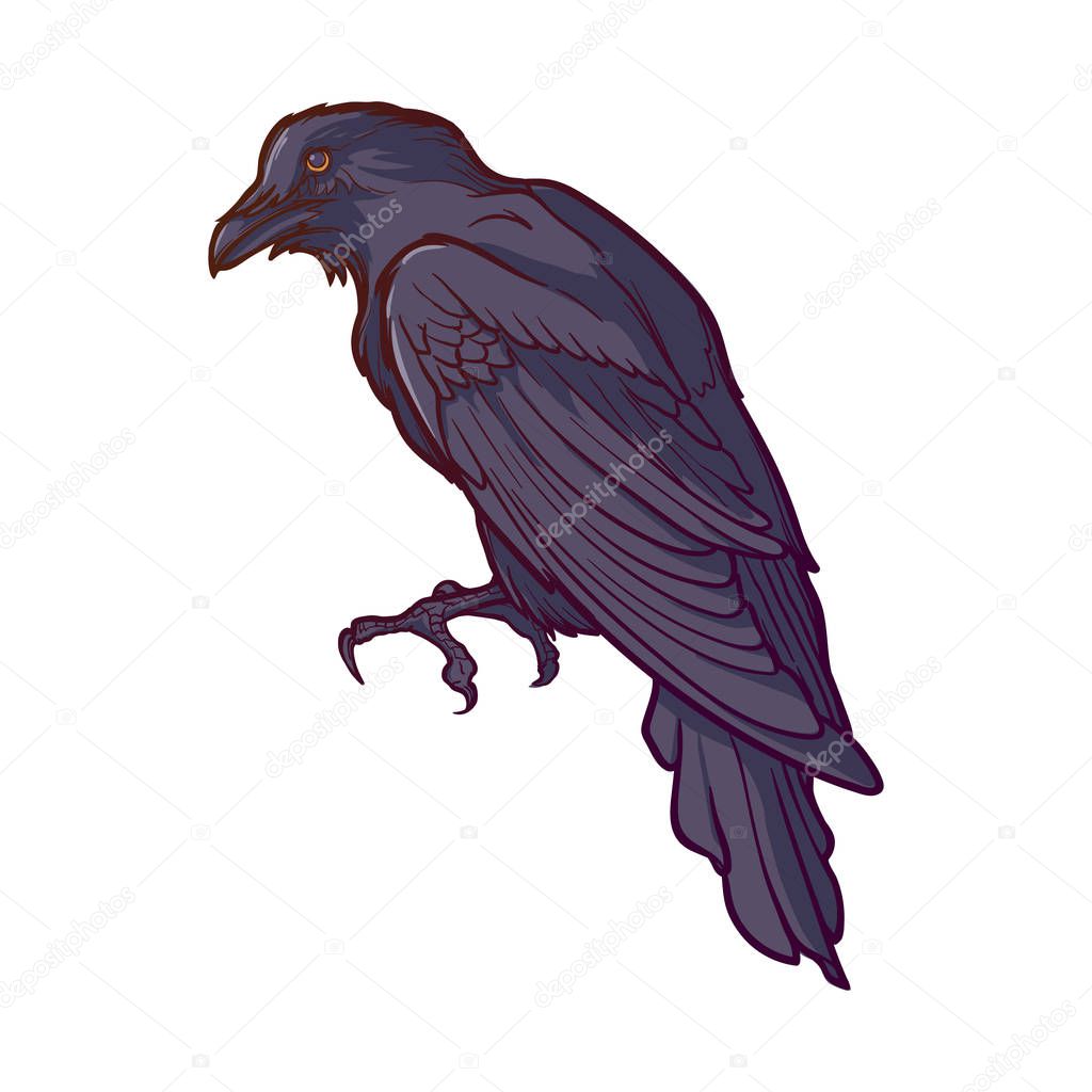 Black Raven sitting. Accurate line drawing painted and shaded. isolated on white background. Halloween design element.