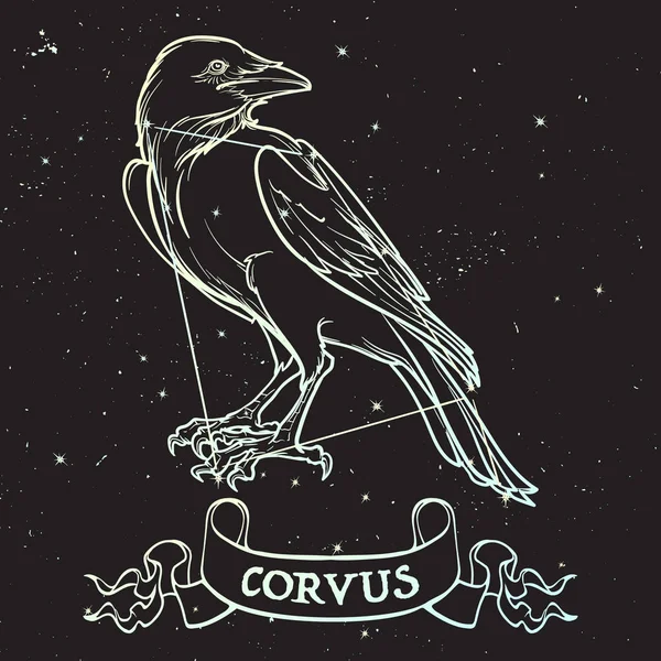 Constelación de Corvus. Black Raven sentado en una pancarta con un cartel. Dibujo de línea precisa aislado sobre fondo negro del cielo nocturno con estrellas . — Archivo Imágenes Vectoriales