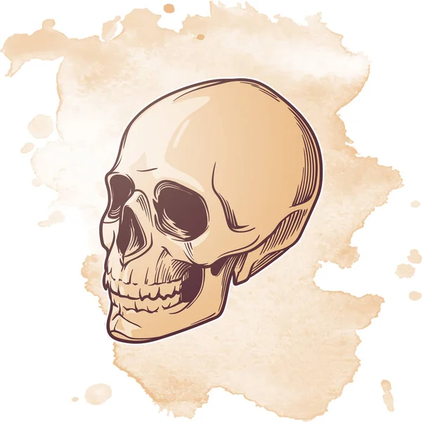 Dibujo a mano de Calavera Humana. En ángulo de cuartos de árbol. Dibujo lineal negro aislado sobre fondo blanco . — Vector de stock