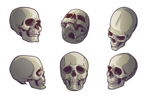 Набор из 5 человеческих черепов в разных ракурсах. Линейный рисунок окрашен в 3 оттенка, выделен на белом фоне . — стоковый вектор