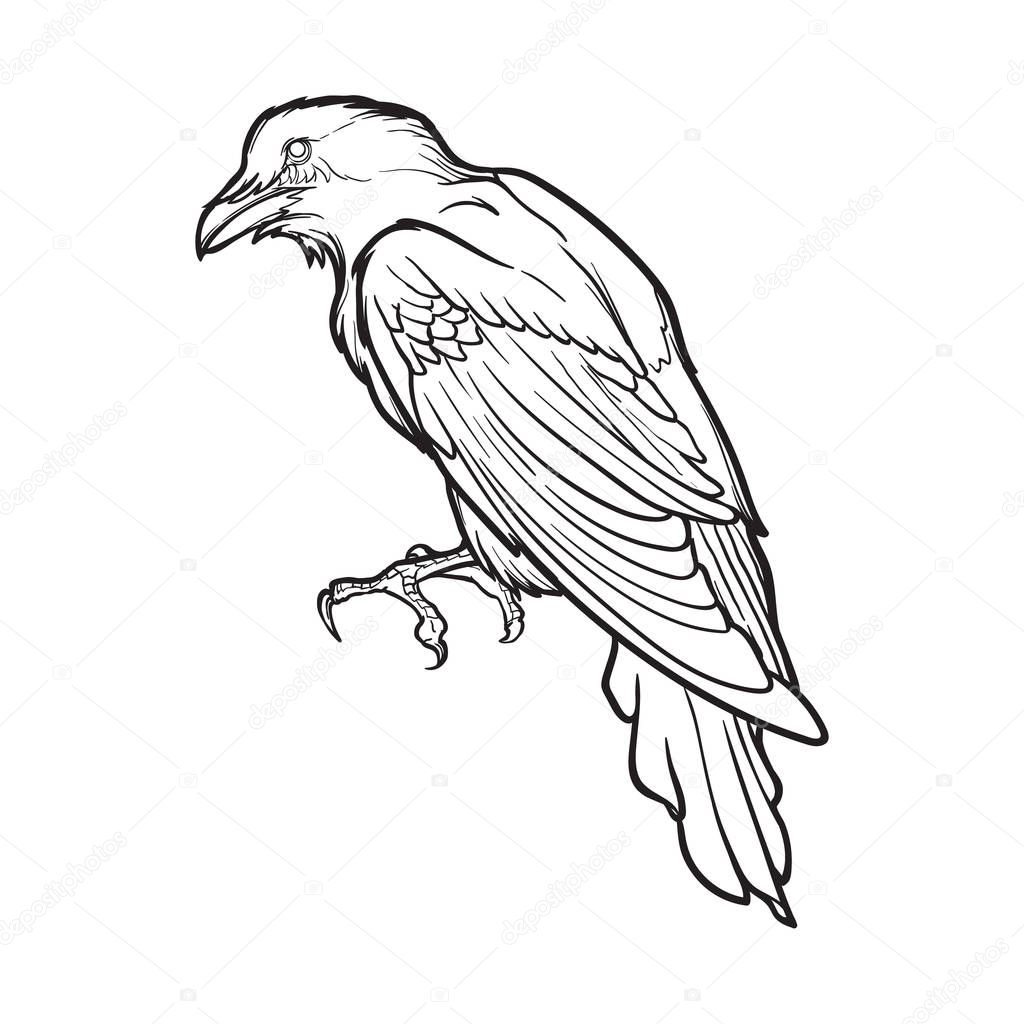 Black Raven sitting. Accurate line drawing isolated on white background. Halloween design element.