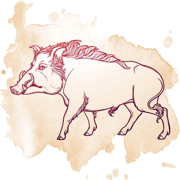 Fanged wild boar walking. Mascot of the New Year 2019 according to Chinese zodiac calendar. — Stock Vector