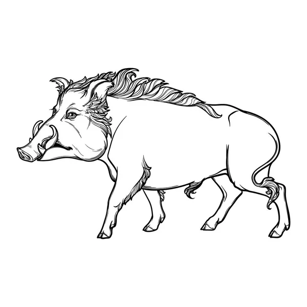 Fanged wild boar walking. Mascot of the New Year 2019 according to Chinese zodiac calendar. — Stock Vector