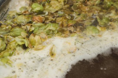 yaprakları ve homet bira yüzeyinde hop eksilerini. yakın çekim. Zanaat bira tahıl soluk Arpa malt sürecinde gelen bira. Ale veya pilsner malt lager.